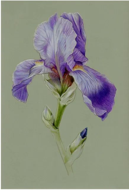Colored pencil study of a purple bearded iris on a sage green ground.