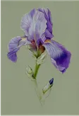 Colored pencil study of a purple bearded iris on a sage green ground.