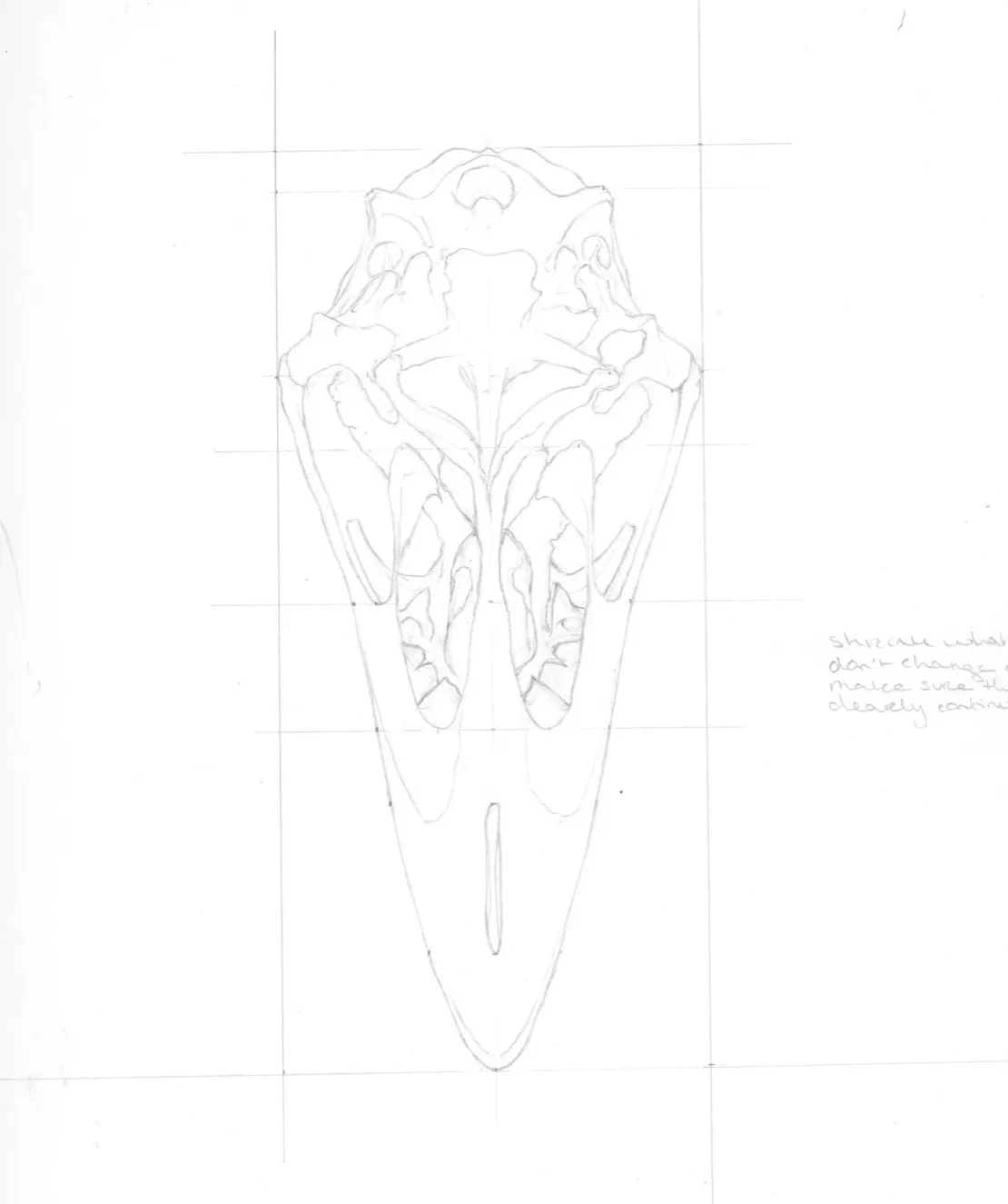 Pencil construction drawing of the emu skull over a measured grid
