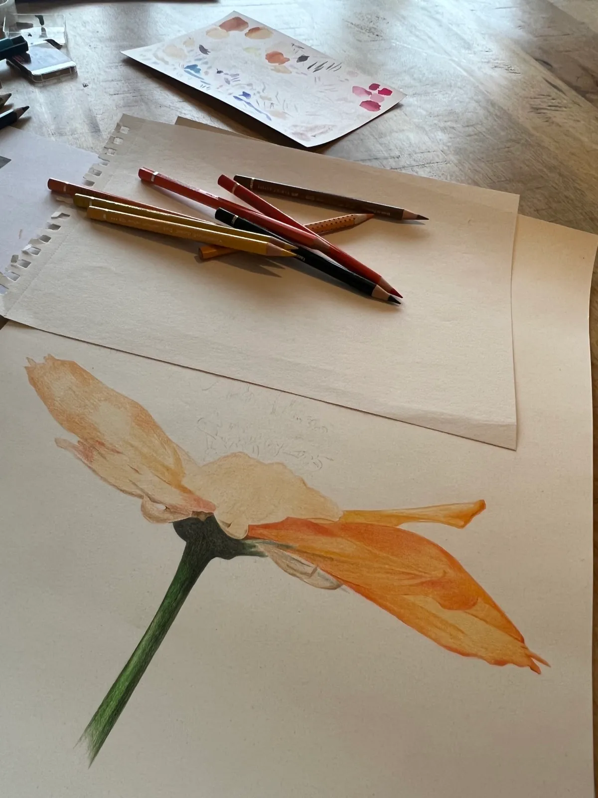 An orange flower in coloured pencil at an early stage, the petals pale and translucent