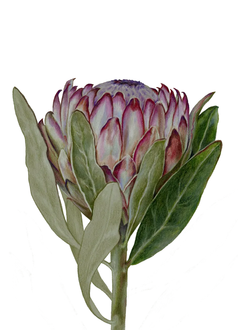 Colored pencil study of a pink and white protea flower