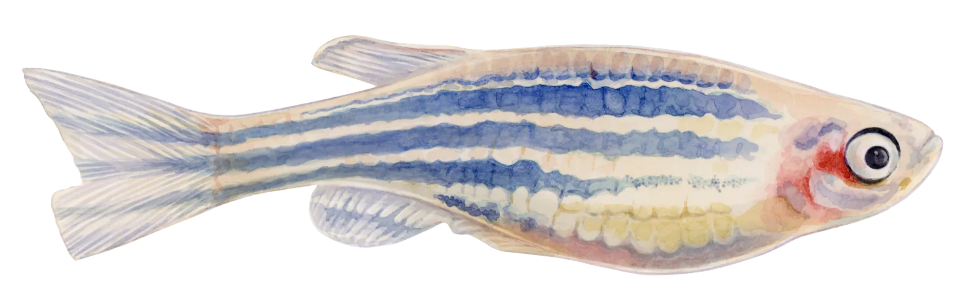 Adult zebrafish in watercolour on dark blue paper, blue and cream stripes running nose to tail