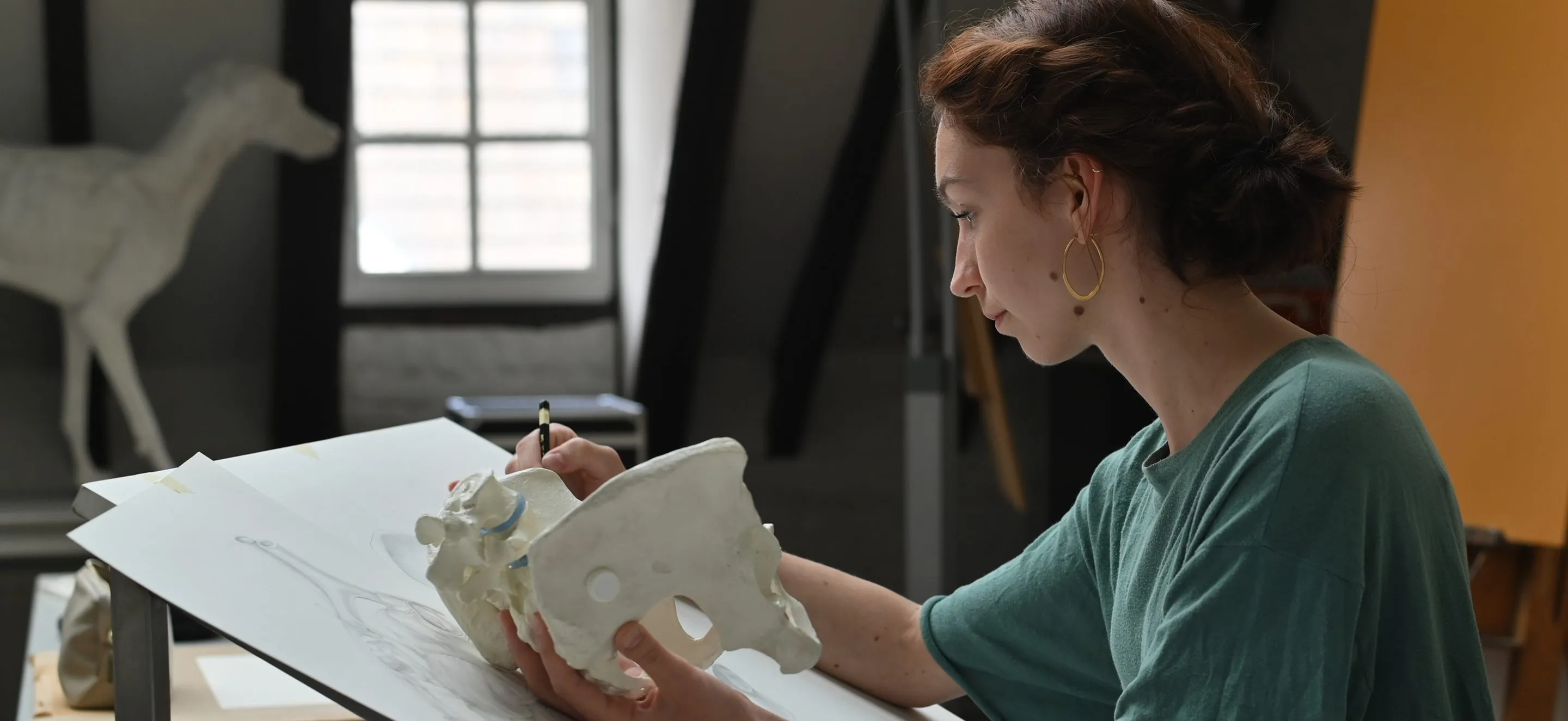 Illustrator drawing a specimen study at her studio desk