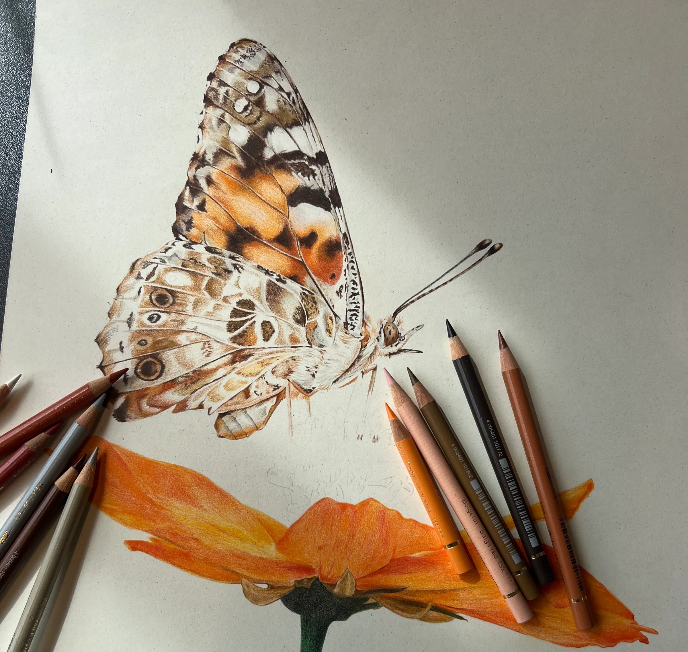 Painted Lady butterfly in coloured pencil, its wing half finished, with the pencils beside it