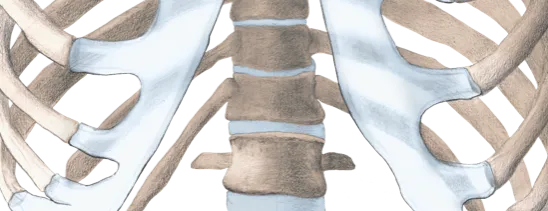 Detail of the rib cage and spine, the costal cartilage tinted pale blue
