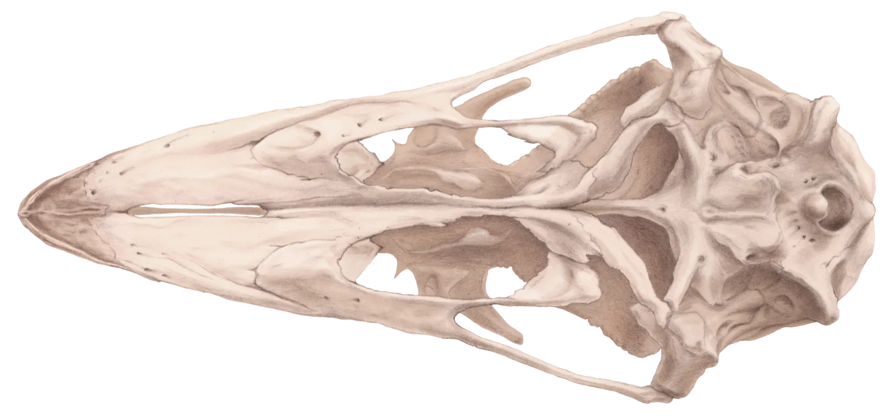 Finished drawing of an emu skull seen from below, beak to the left