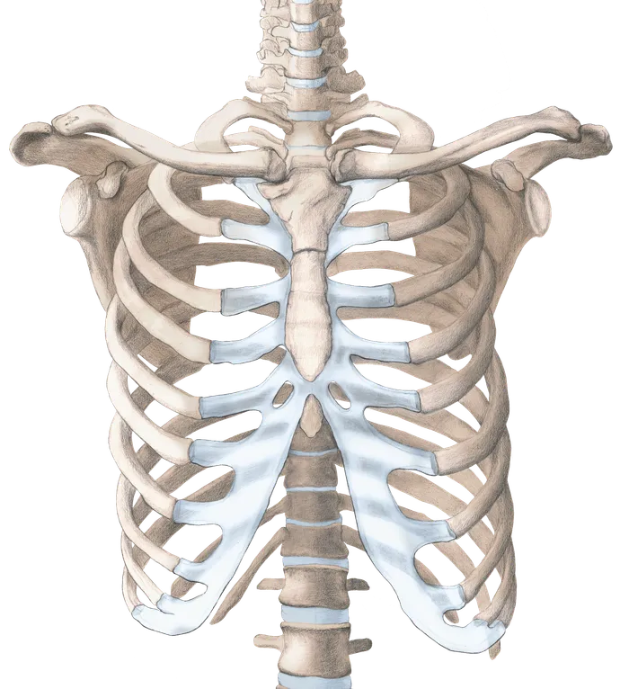 Watercolour of the human ribcage, spine and shoulder girdle seen from the front