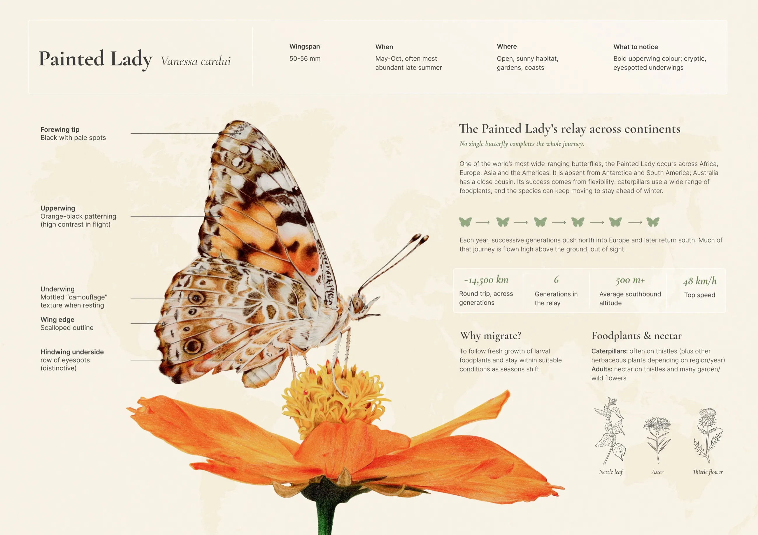 Infographic of the Painted Lady, Vanessa cardui: the butterfly on an orange flower with labelled wing features, its relay migration across continents, key figures, and its foodplants