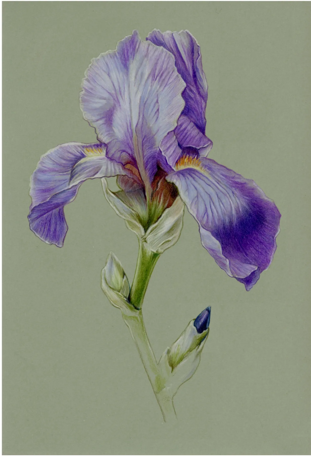 Bearded iris in purple and violet, stem and leaves left as line