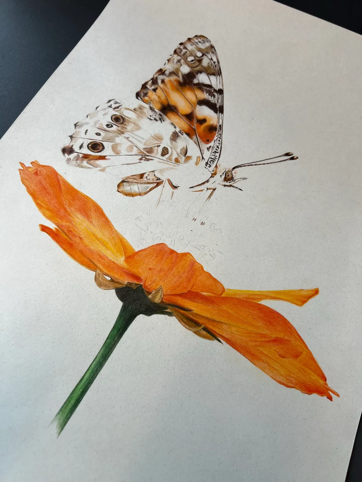 The same flower further along, the orange petals built up to full saturation