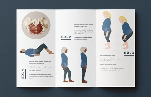 Inner spread of the leaflet: three numbered exercises with figures beside the pelvic floor illustration