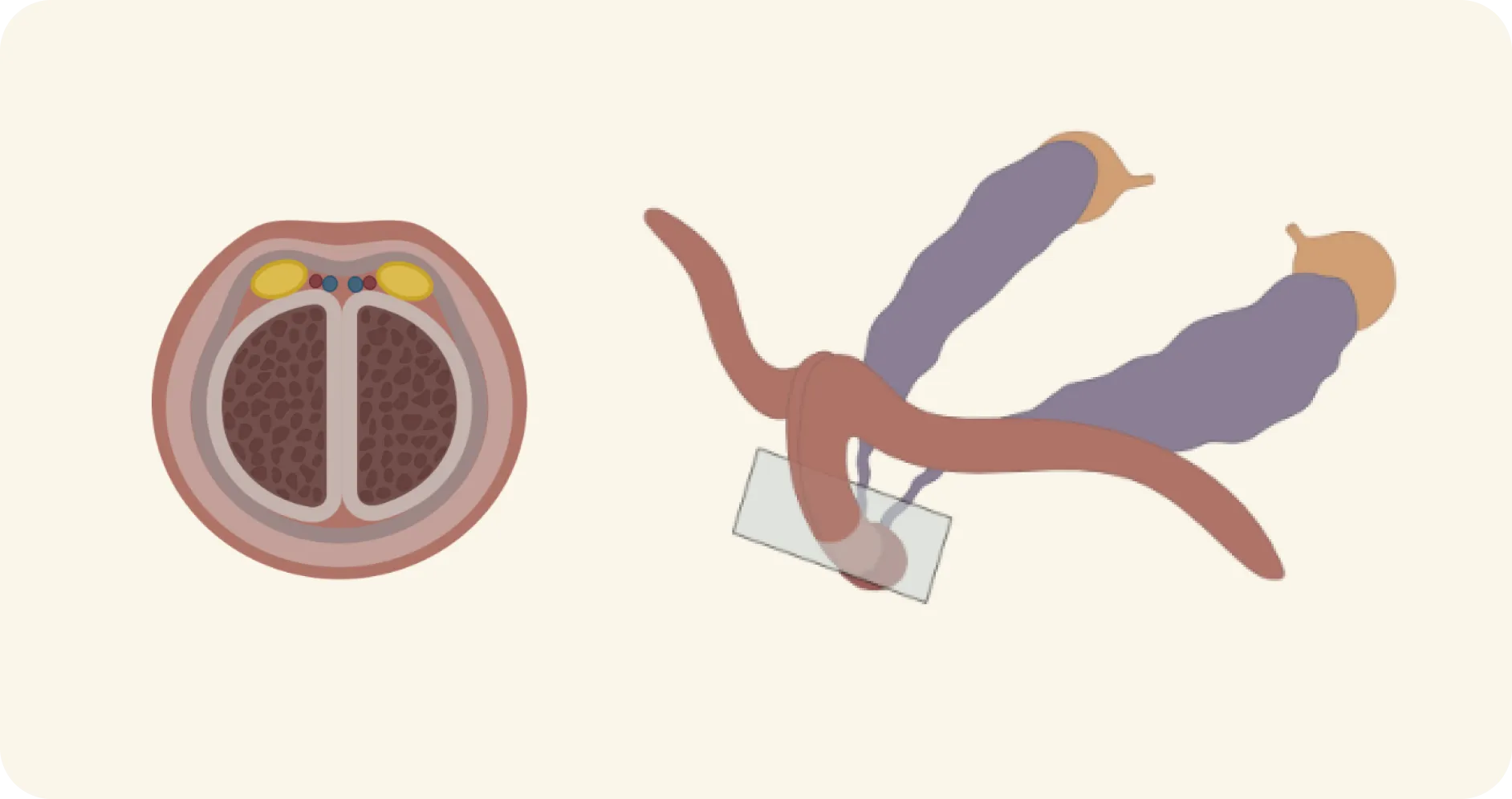 Diagram of a cross-section beside a curved anatomical structure