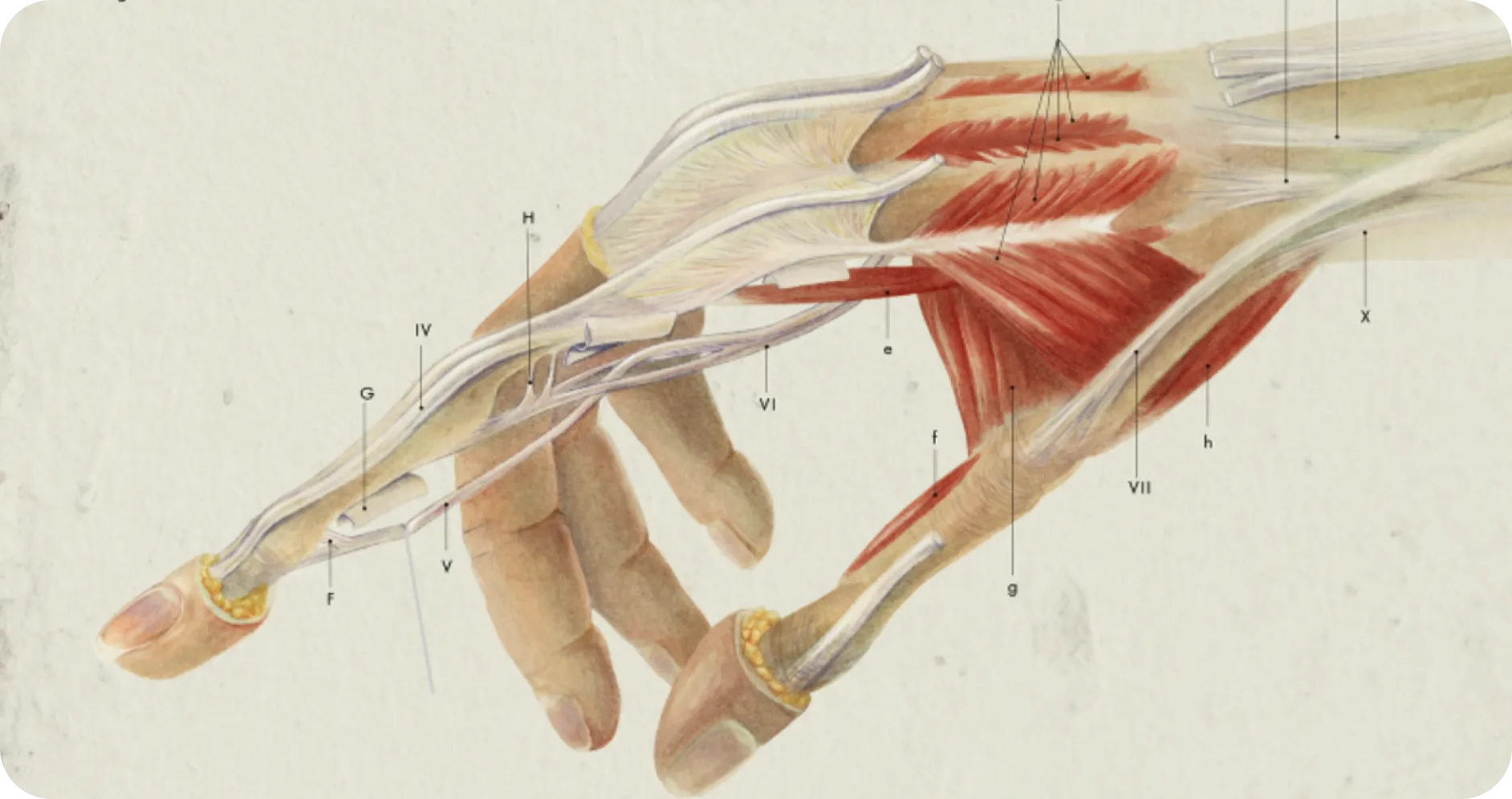 Anatomical study of a hand showing its muscles and tendons