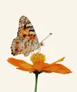Colored pencil study of a painted lady butterfly feeding on an orange cosmos flower.