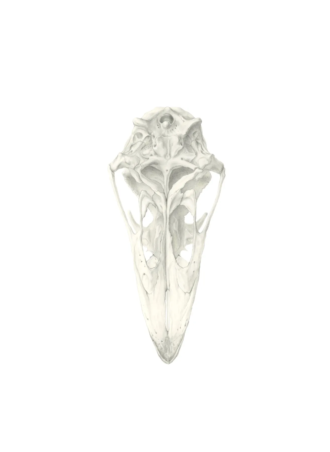 Scanned graphite drawing of the emu skull, before colouring
