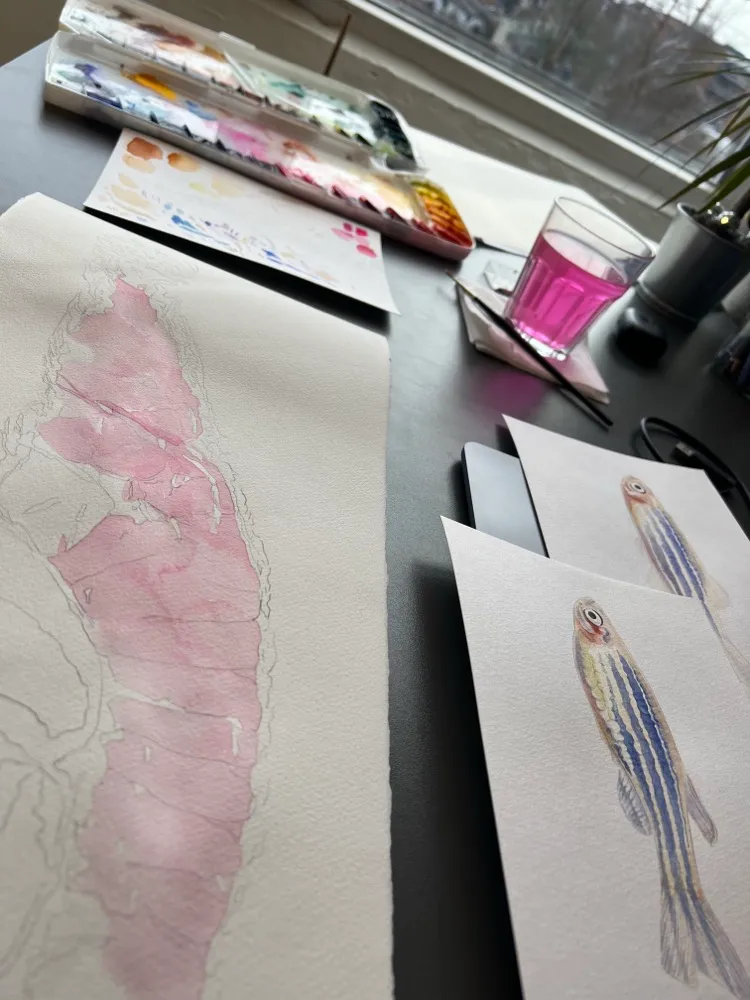 A pink wash being laid down on a zebrafish study, a palette of magentas beside it