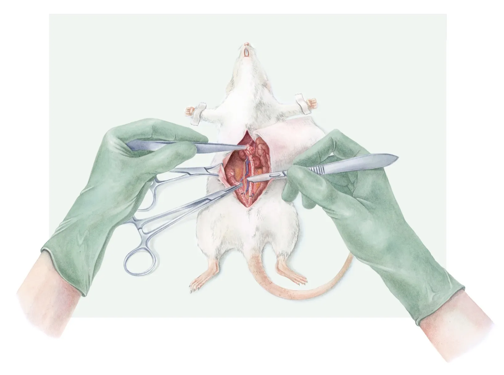 Watercolour plate: a rat on its back, two gloved hands holding the abdominal incision open with a hemostat and scalpel