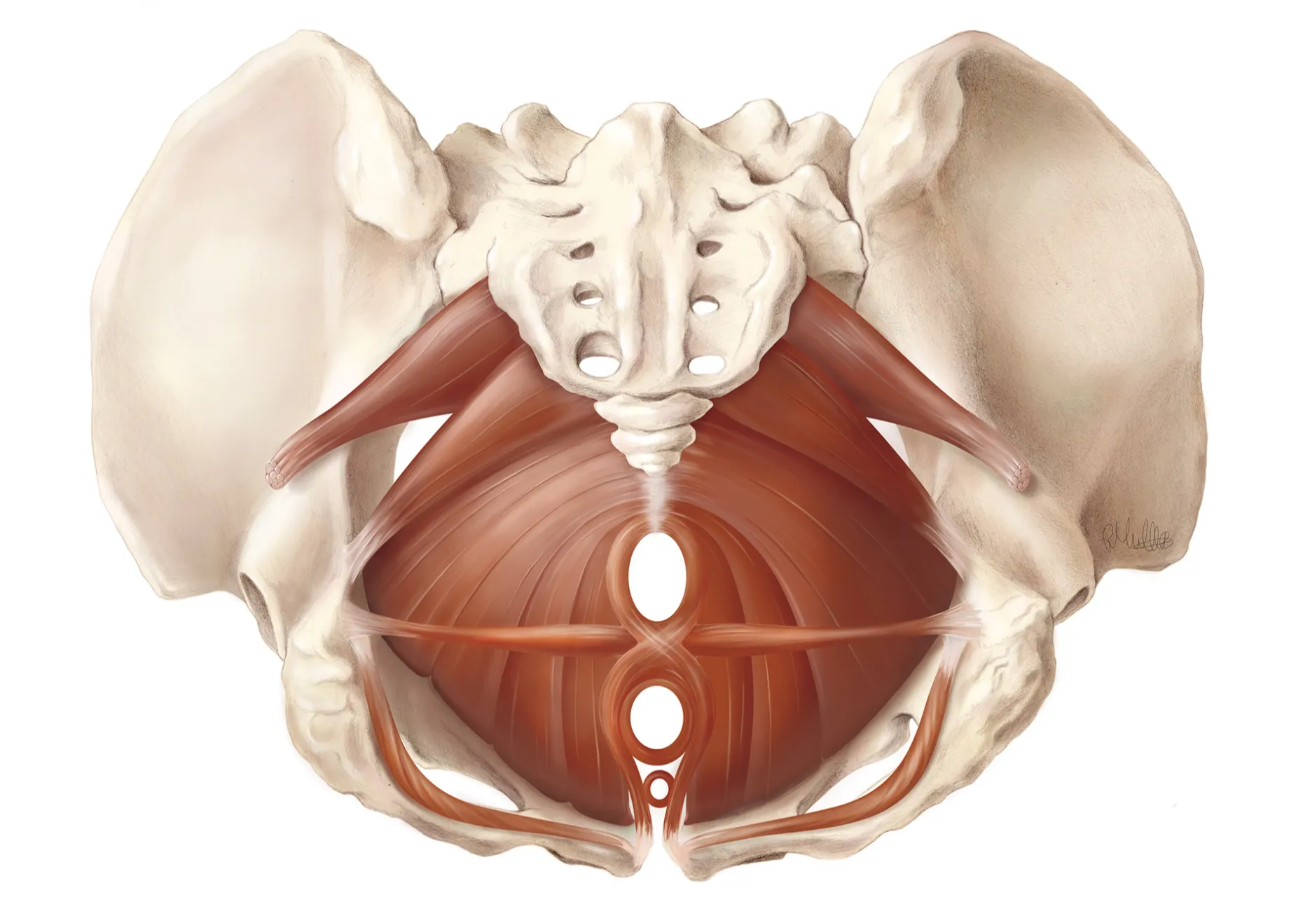 Finished plate of the female pelvic floor muscles in position within the bony pelvis, viewed from below