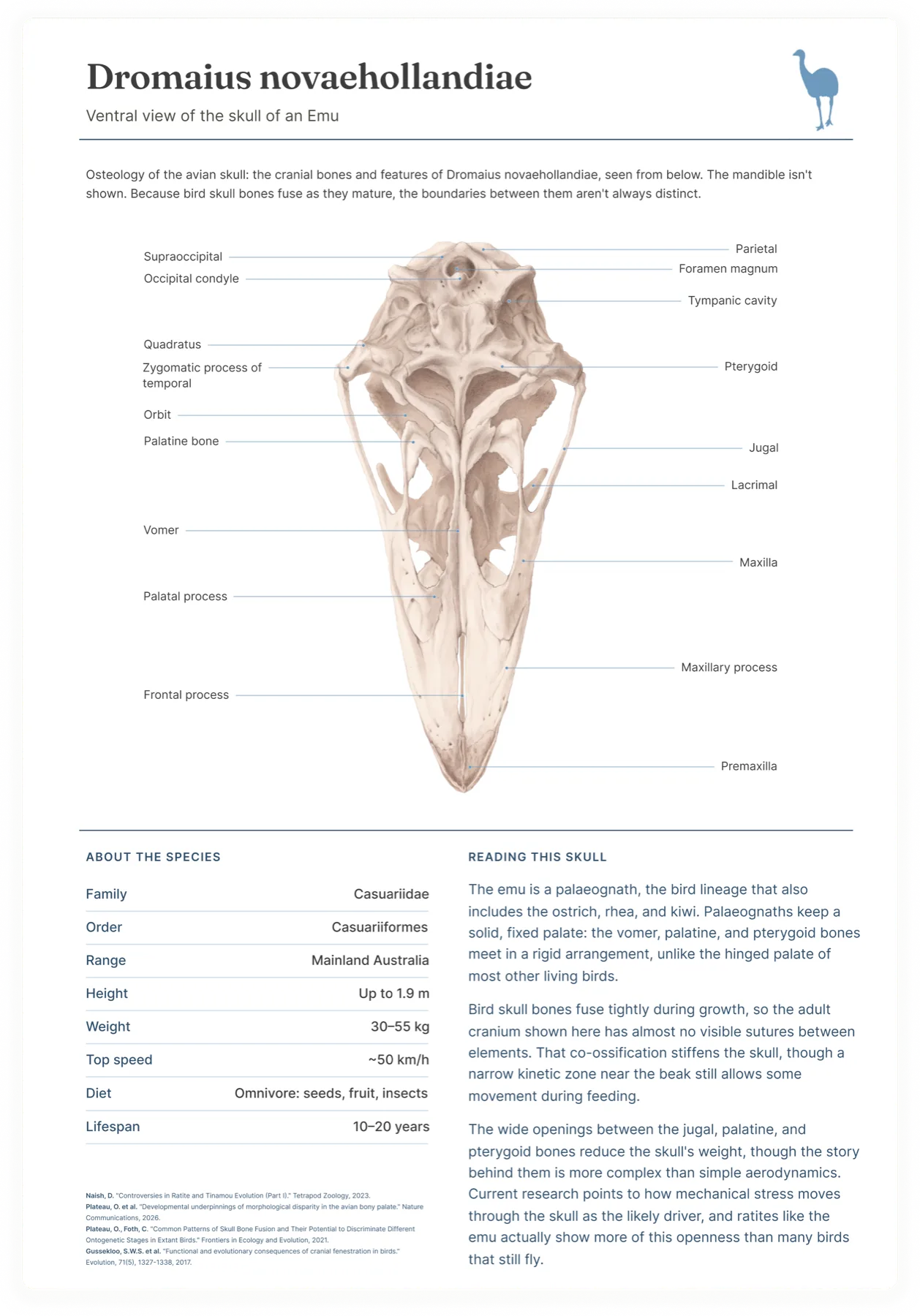 Finished plate: Dromaius novaehollandiae, ventral view of the skull with every bone labelled, a species table and notes on reading the skull