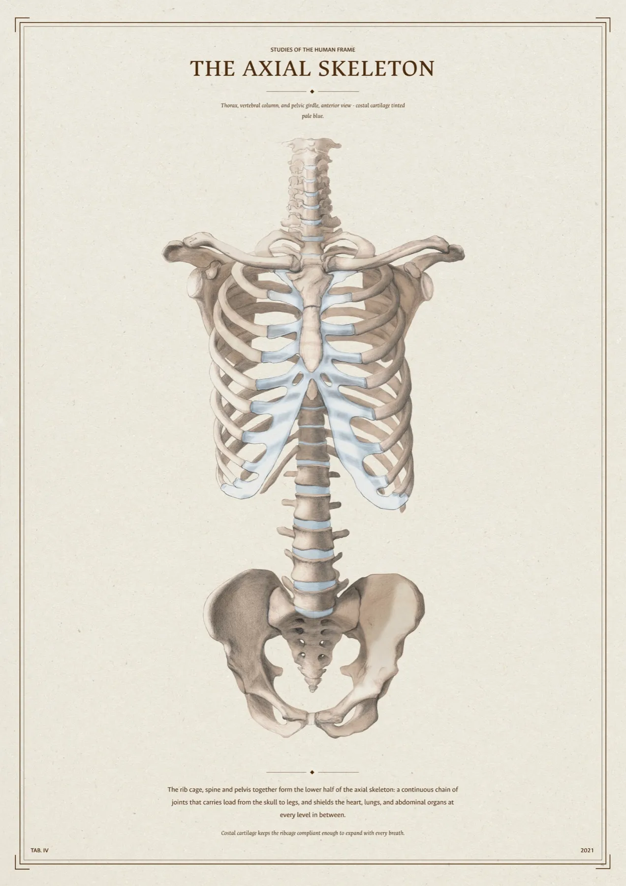 The Axial Skeleton poster: thorax, vertebral column and pelvic girdle from the front on cream paper, with title and notes