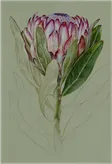 Colored pencil study of a pink and white protea flower on a sage green ground.