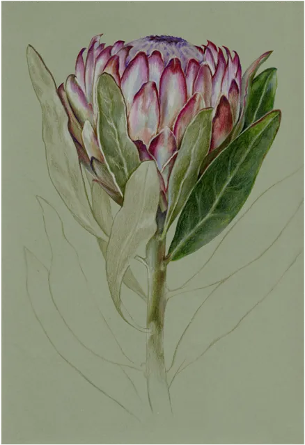 Colored pencil study of a pink and white protea flower on a sage green ground.