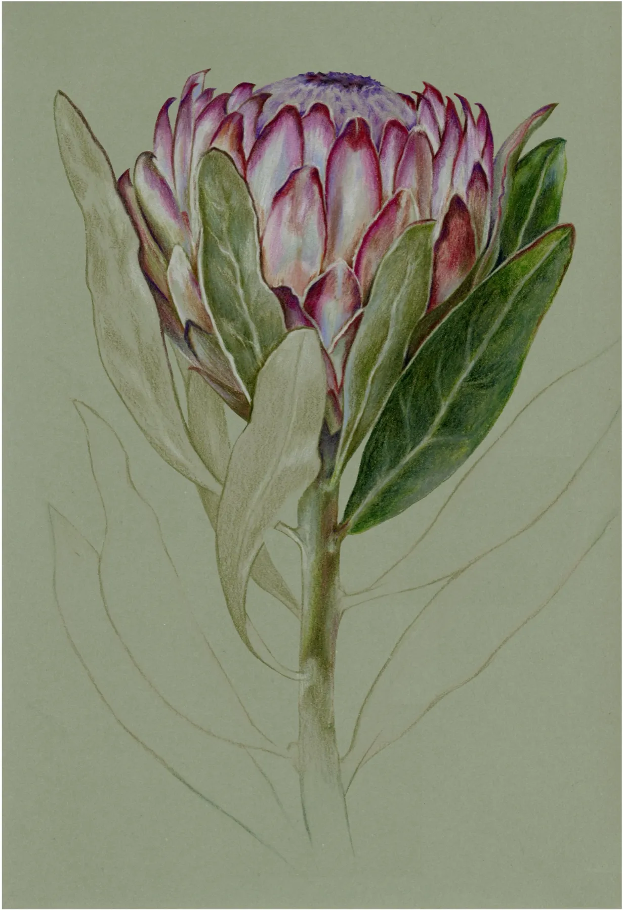 Close view of a king protea flower head in coloured pencil on green-grey paper