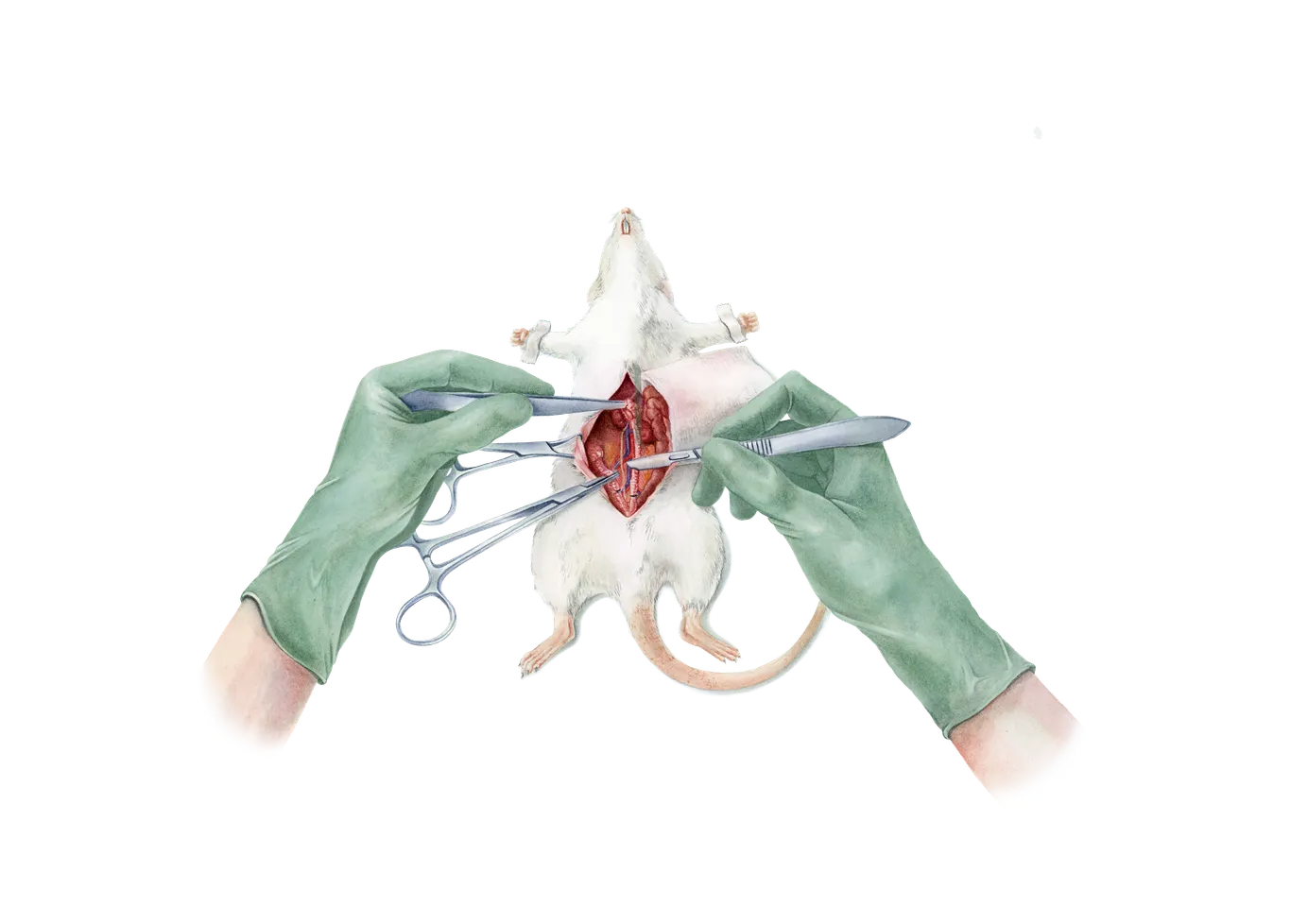 Watercolour of an ovariohysterectomy on a rat, gloved hands holding the retractors
