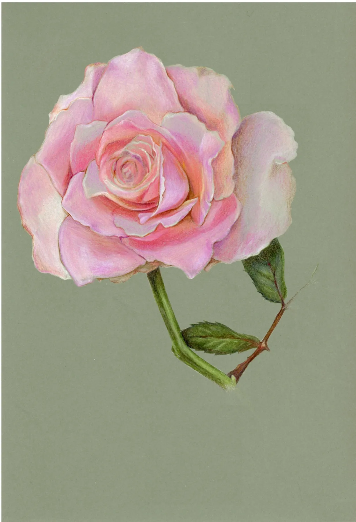 Garden rose in soft pink with a short stem and two leaves