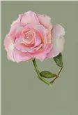 Colored pencil study of a pale pink garden rose on a sage green ground.