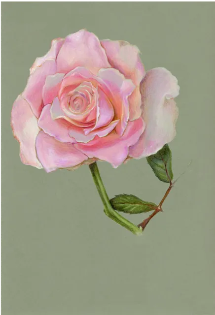 Colored pencil study of a pale pink garden rose on a sage green ground.
