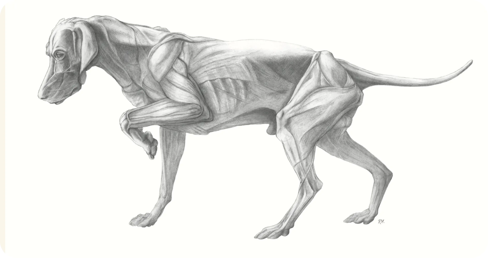 Pencil study of a walking dog's muscles