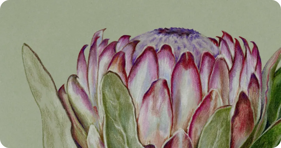 Botanical painting of a king protea flower