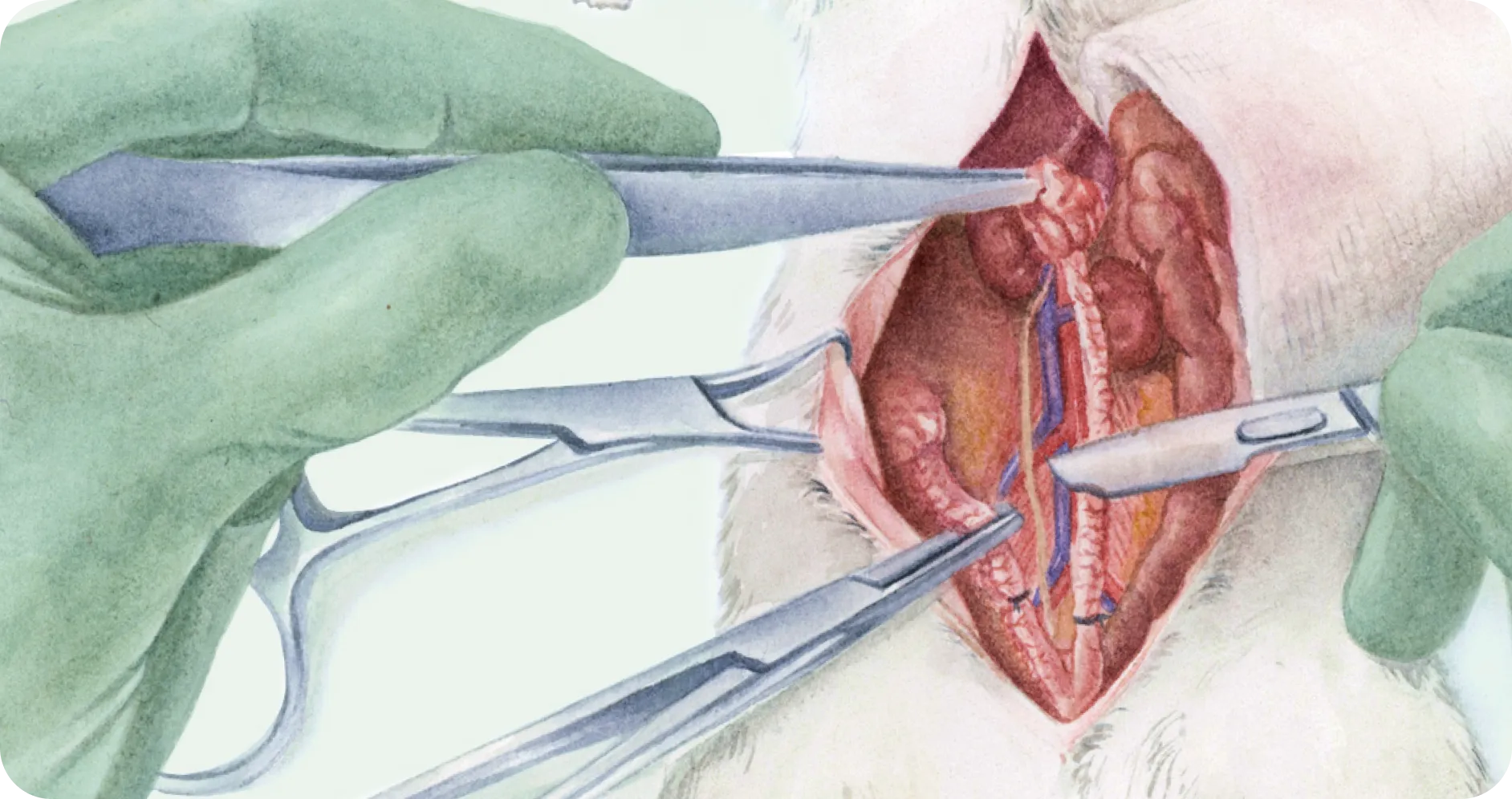 Illustrated dissection held open with surgical instruments