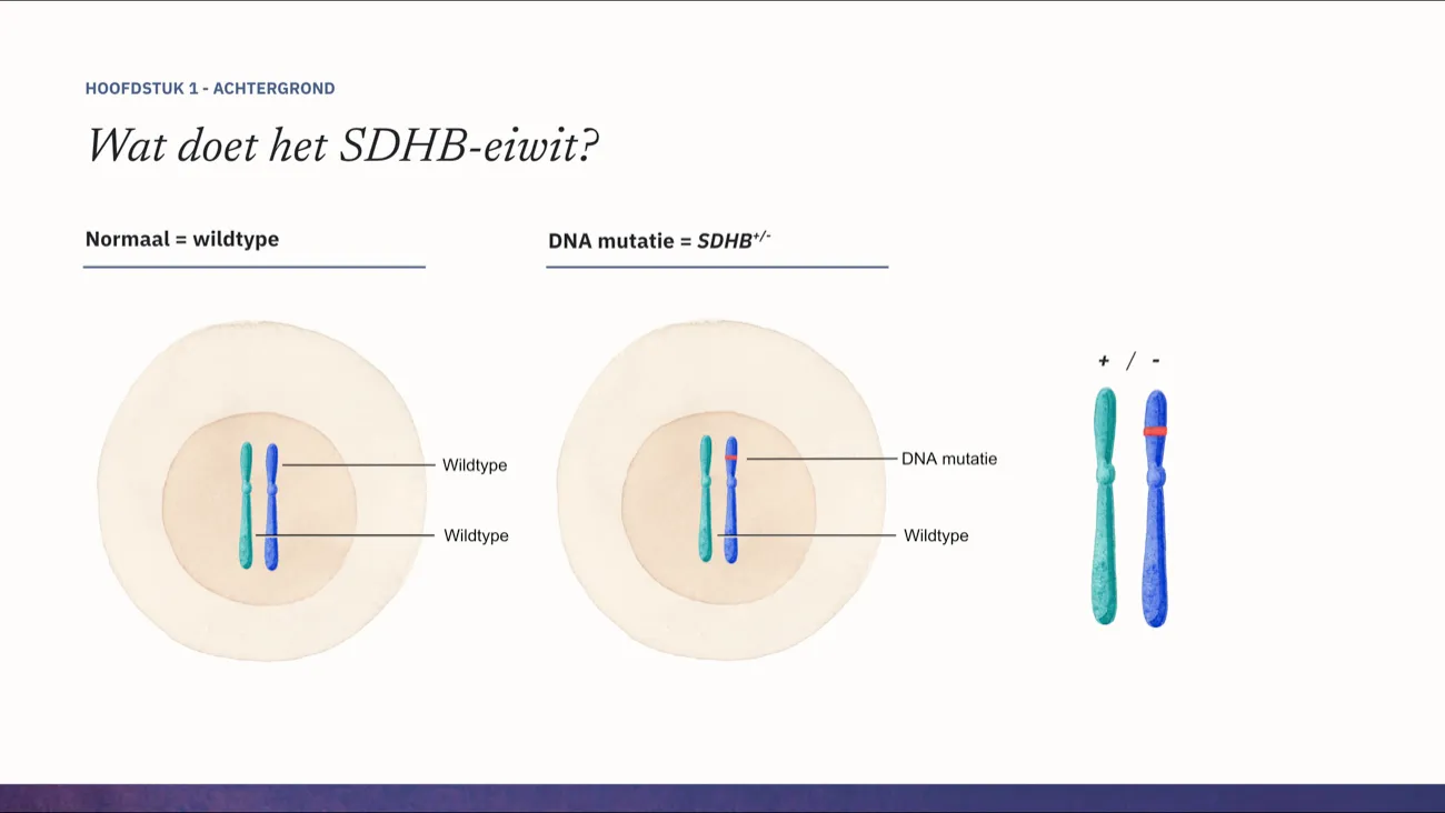 Slide: Wat doet het SDHB-eiwit?