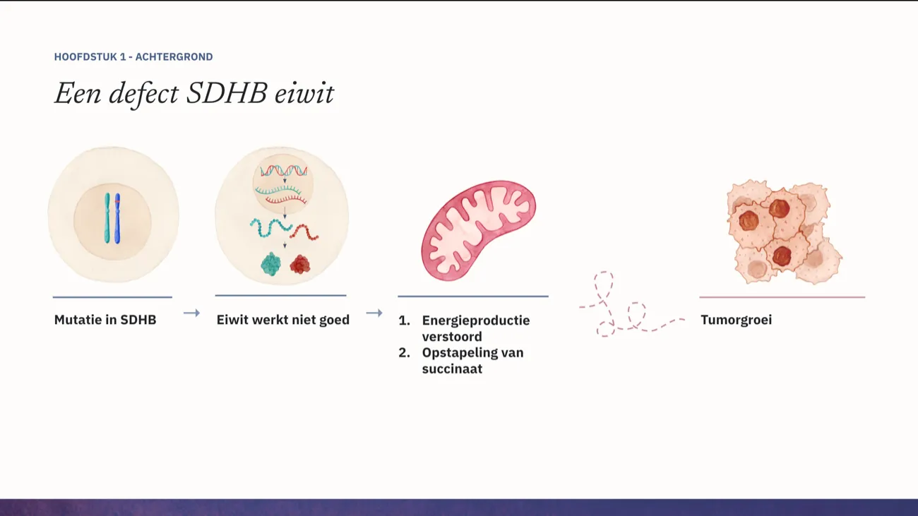 Slide: Een defect SDHB eiwit