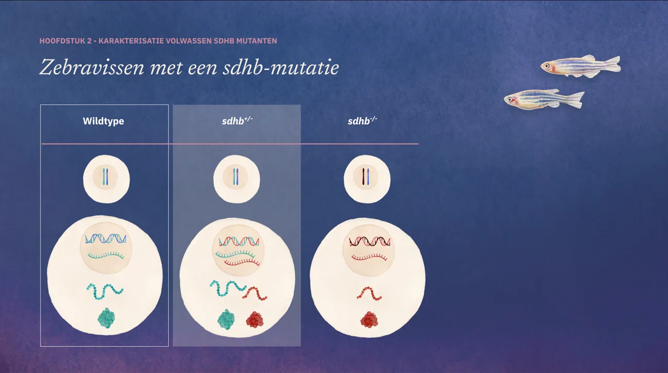 Slide: Zebravissen met een sdhb-mutatie