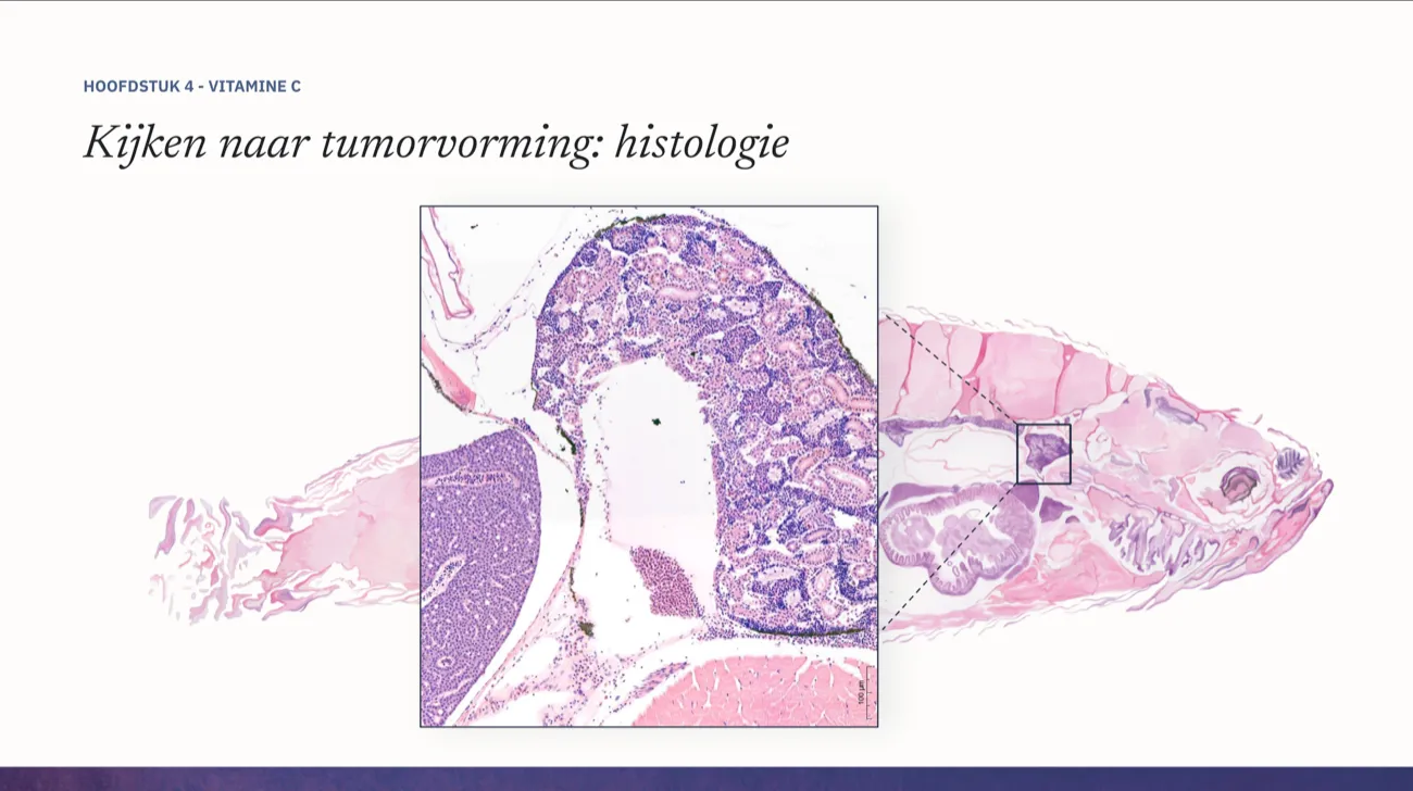Slide: Kijken naar tumorvorming, histologie