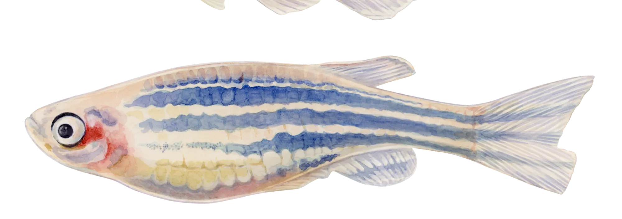 Adult zebrafish, side view