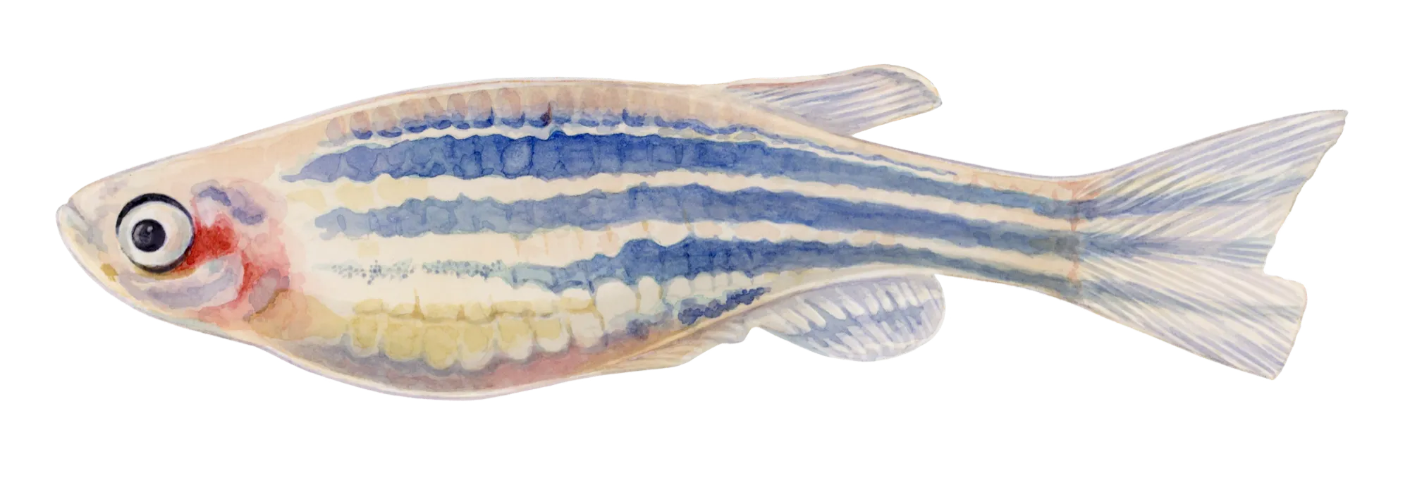 Adult zebrafish with a yellow belly