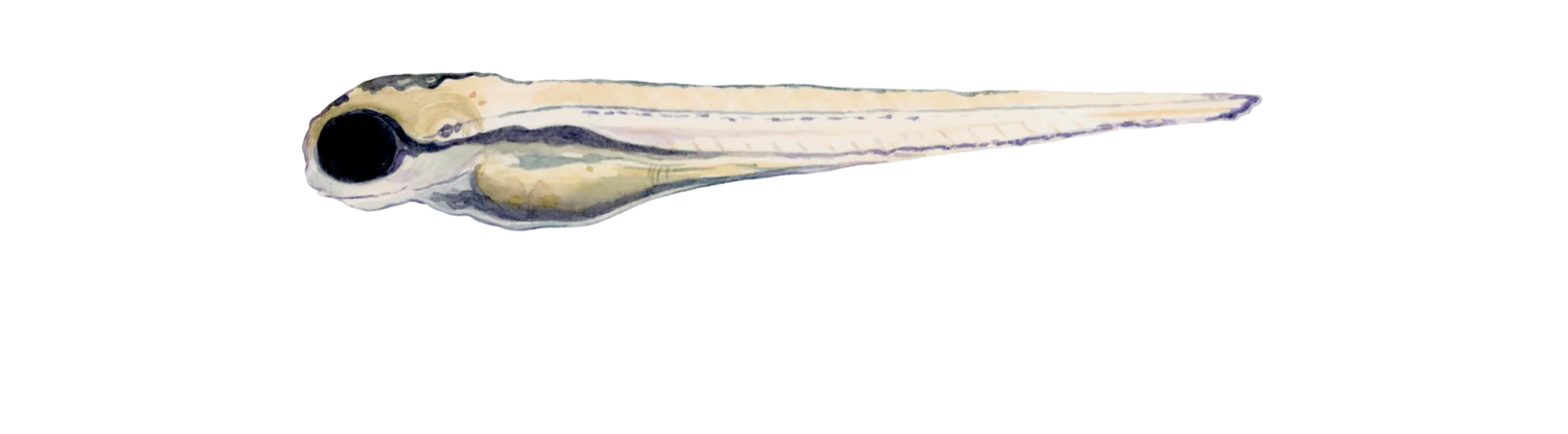 Zebrafish larva, side view