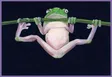 Gouache painting of a green tree frog hanging belly-out from a stem against a near-black ground.