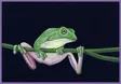 Gouache painting of a green tree frog stretched along a stem against a near-black ground.
