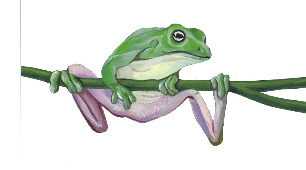 Gouache painting of a green tree frog gripping a branch