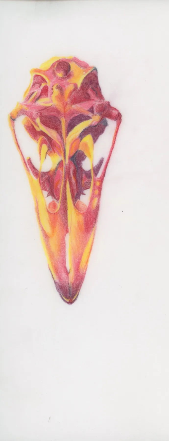 Value study of the emu skull in reds, oranges and yellows